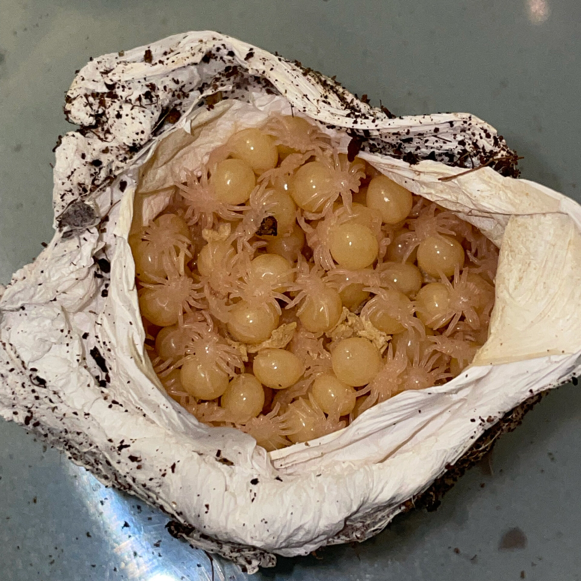 Phormictopus auratus - eggs with legs