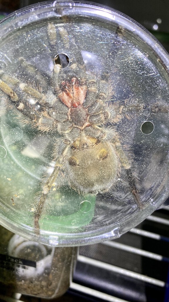 Phormictopus auratus, male or female？