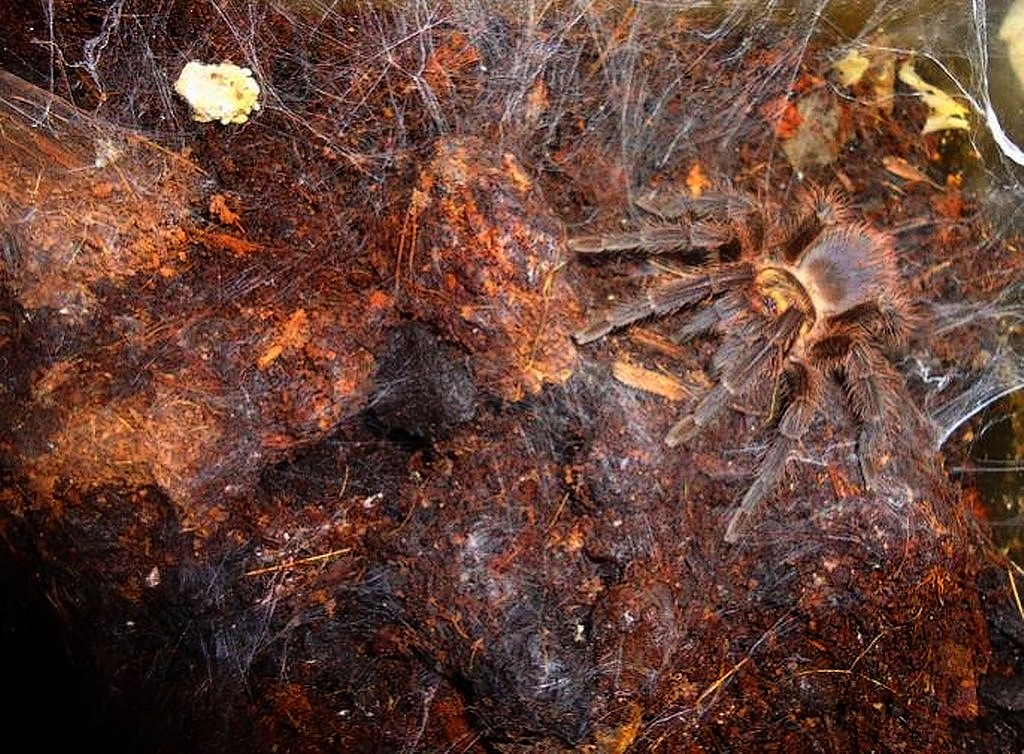 Phormictopus auratus