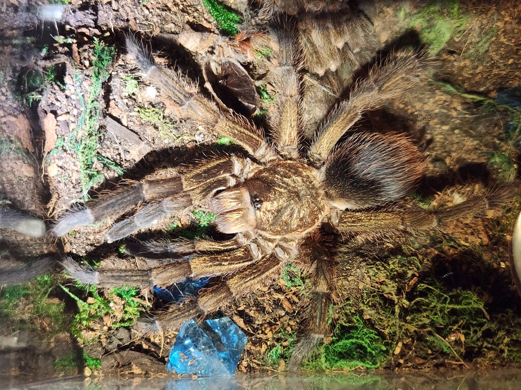 Phormictopus auratus