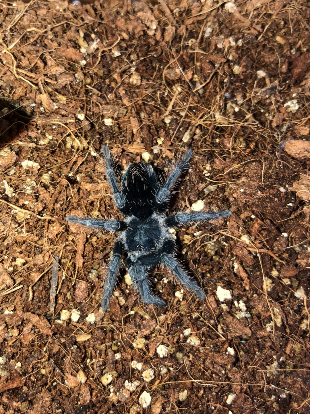 Phormictopus cancerides ‘Dominican Purple’