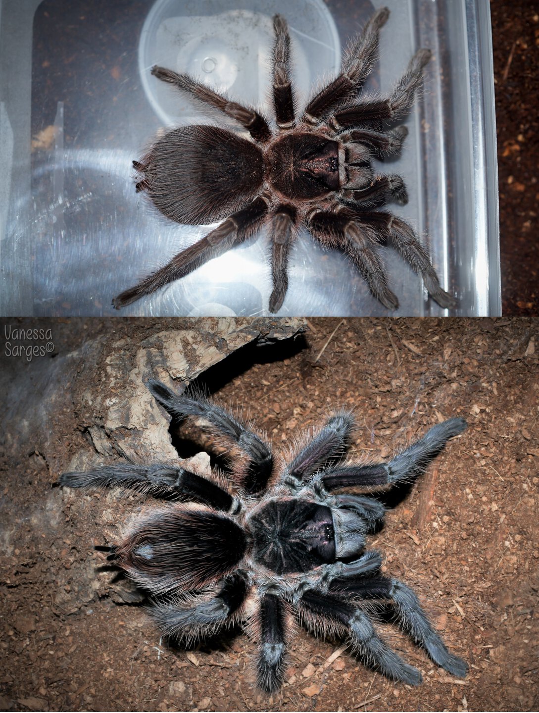 Phormictopus cancerides Adult Female - ≈7"