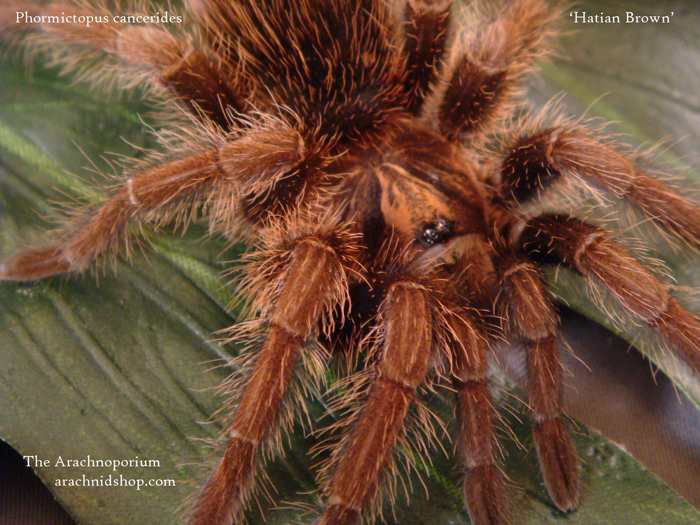 Phormictopus cancerides (female)