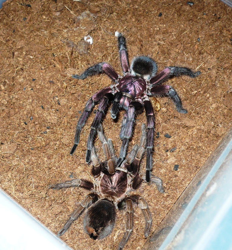 Phormictopus Cancerides Mating