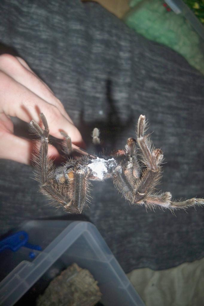 Phormictopus cancerides MM