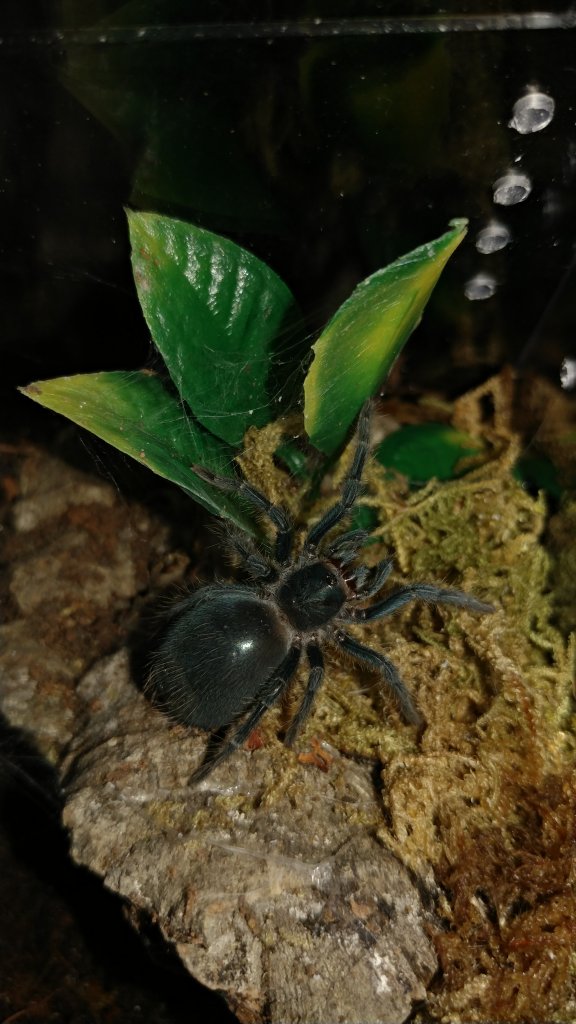 Phormictopus cancerides sling