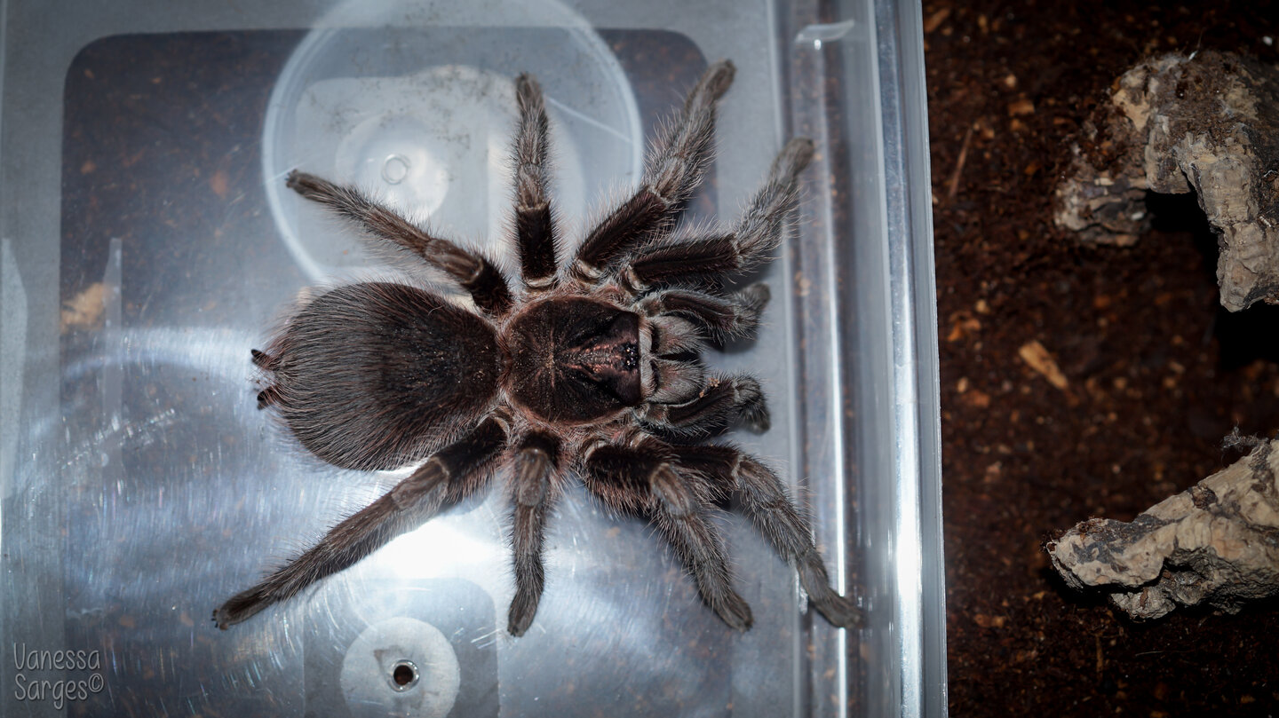 Phormictopus cancerides Sub-Adult Female - ~5"