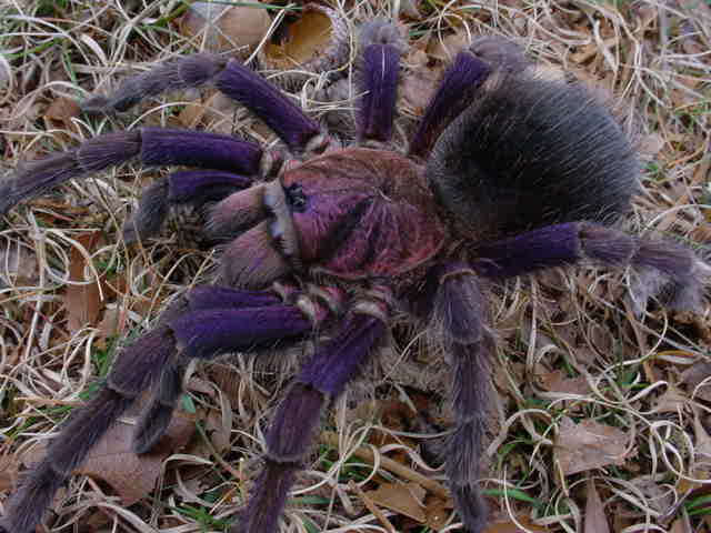 Phormictopus cancerides