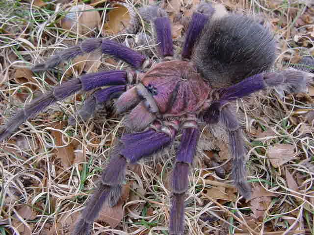 Phormictopus cancerides