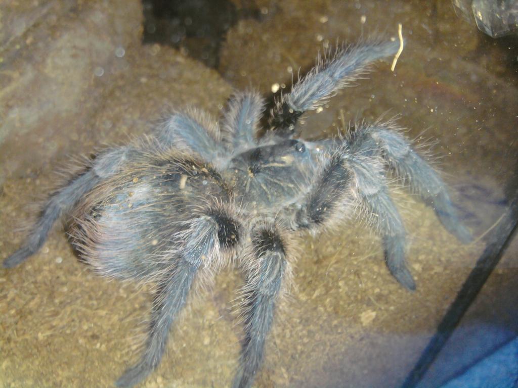 Phormictopus Cancerides