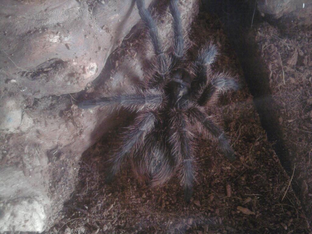 Phormictopus Cancerides