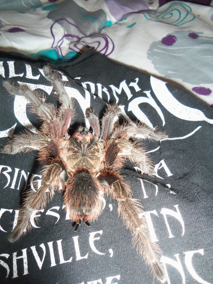 Phormictopus cancerides