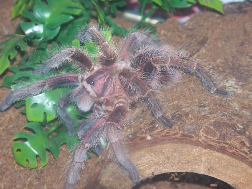 Phormictopus cancerides