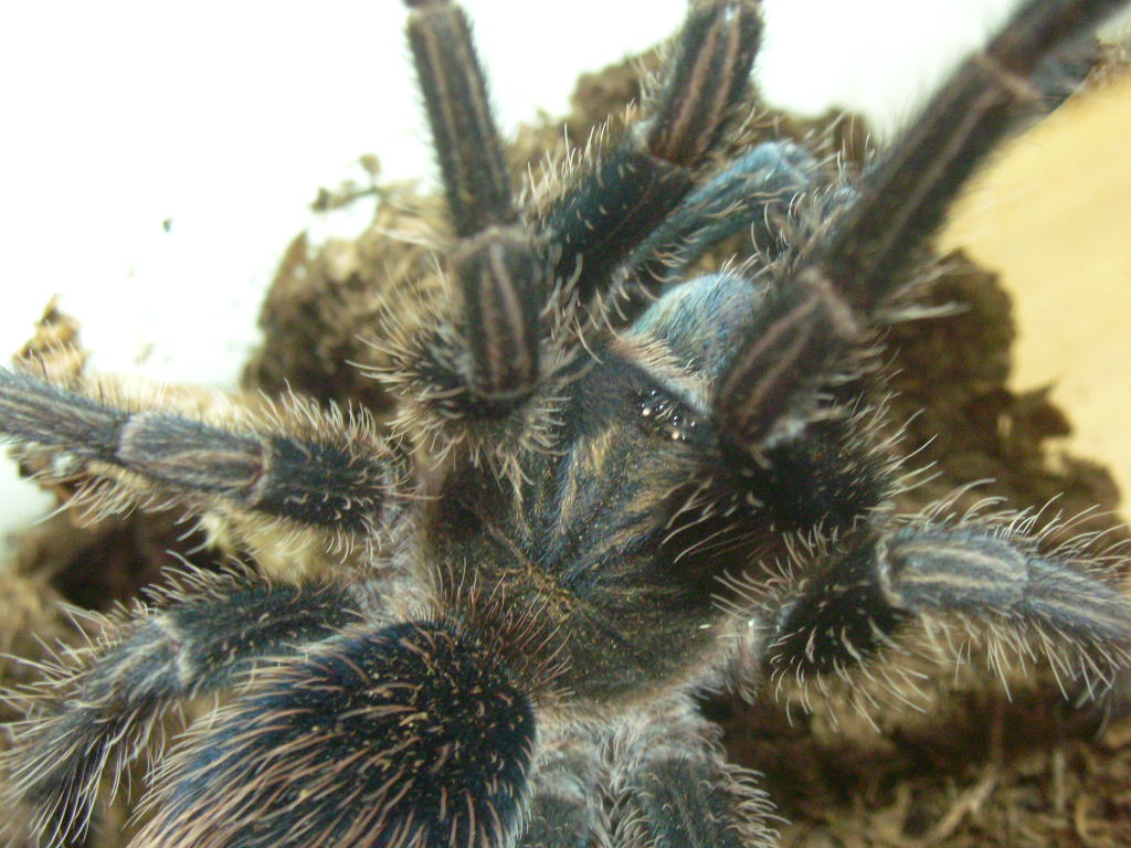 Phormictopus cancerides