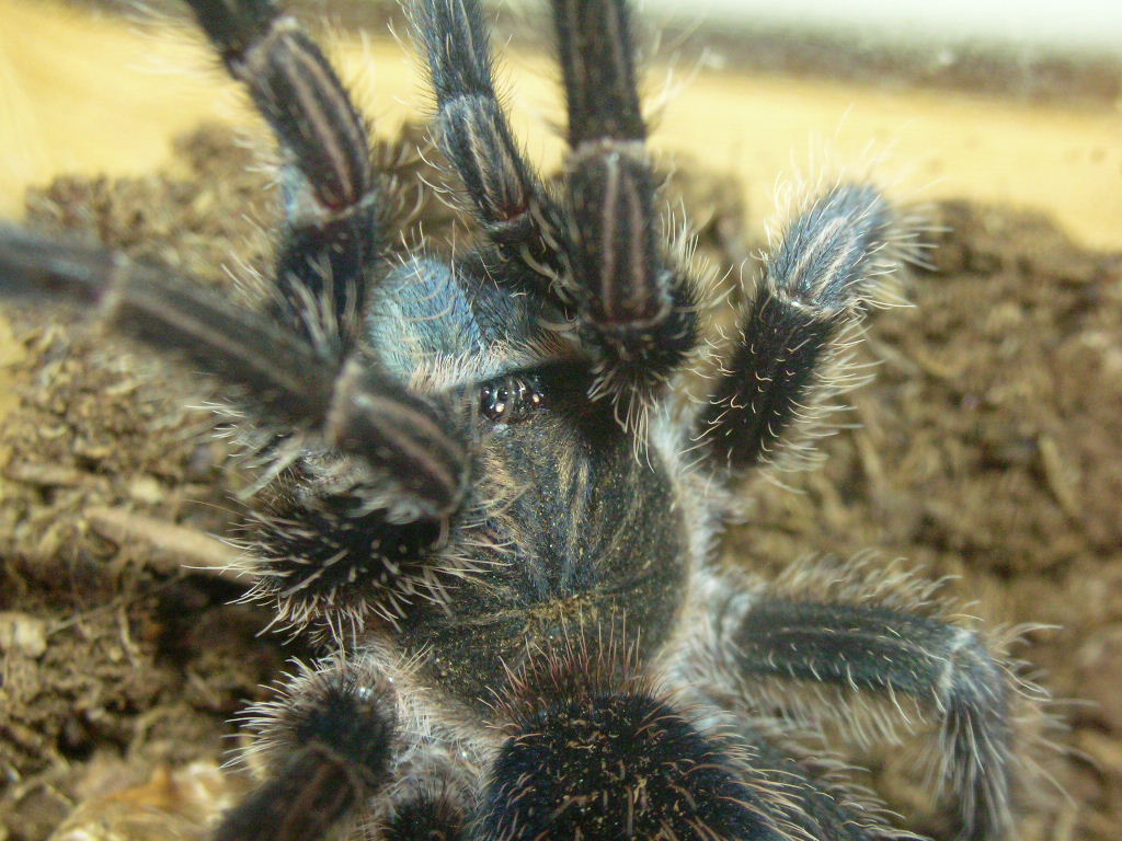 Phormictopus cancerides