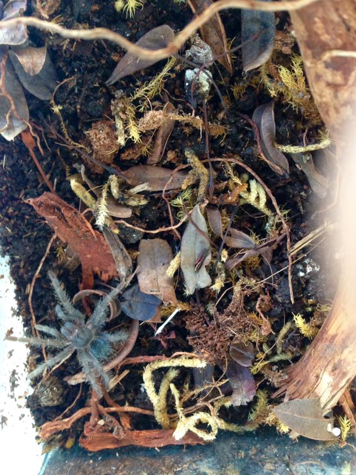 Phormictopus cancerides