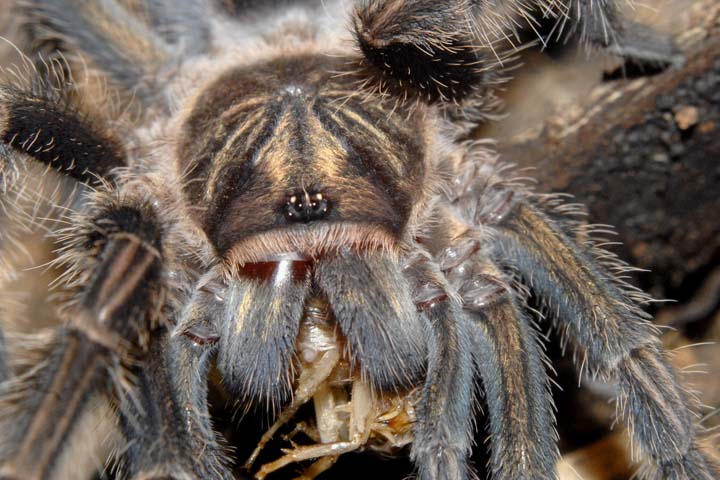 Phormictopus cancerides