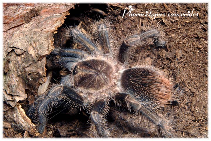 Phormictopus cancerides
