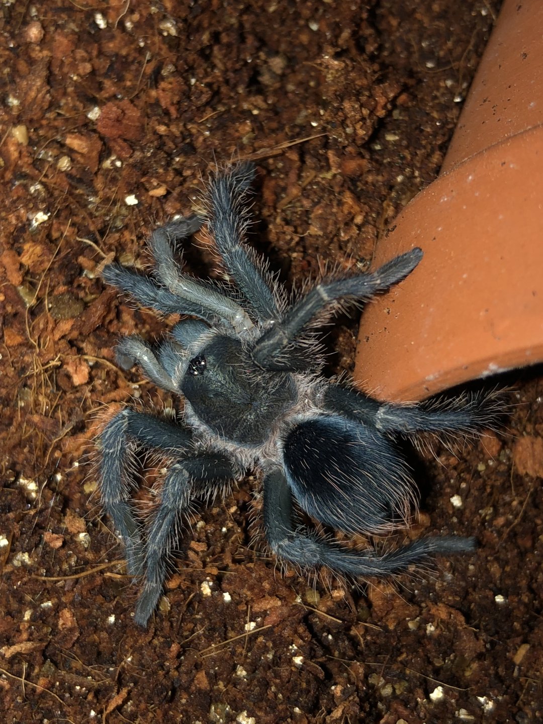 Phormictopus cancerides