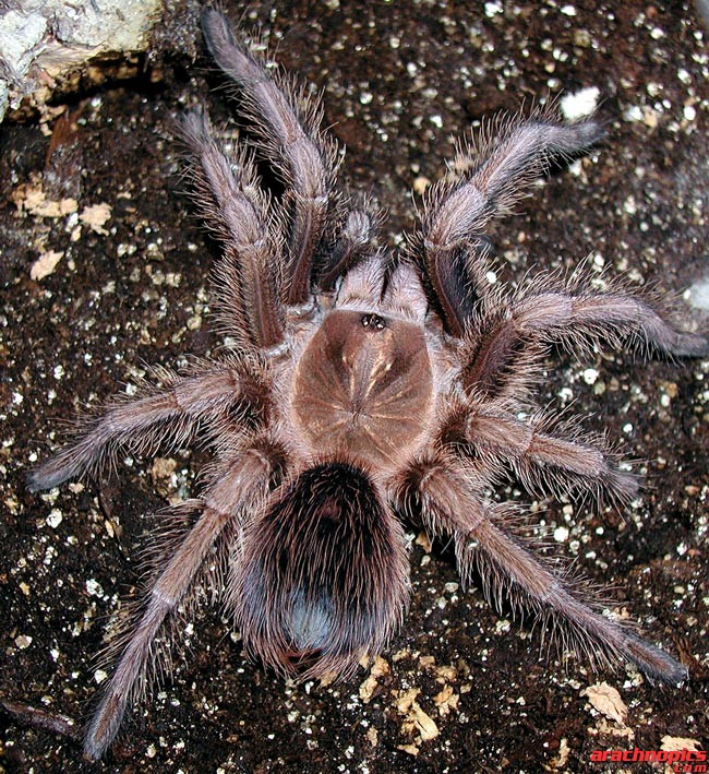 Phormictopus cancerides