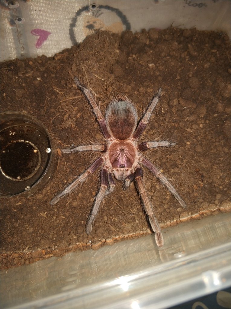 Phormictopus cancerides?