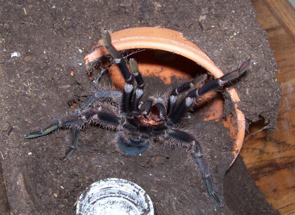 Phormictopus cancerides