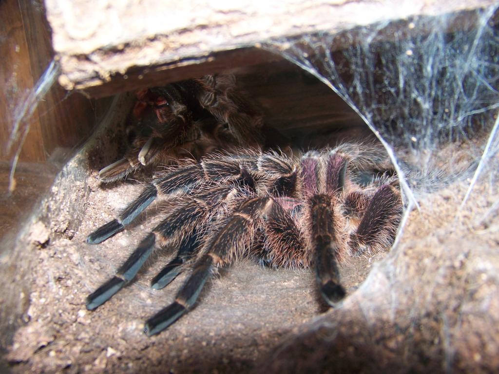 Phormictopus cancerides