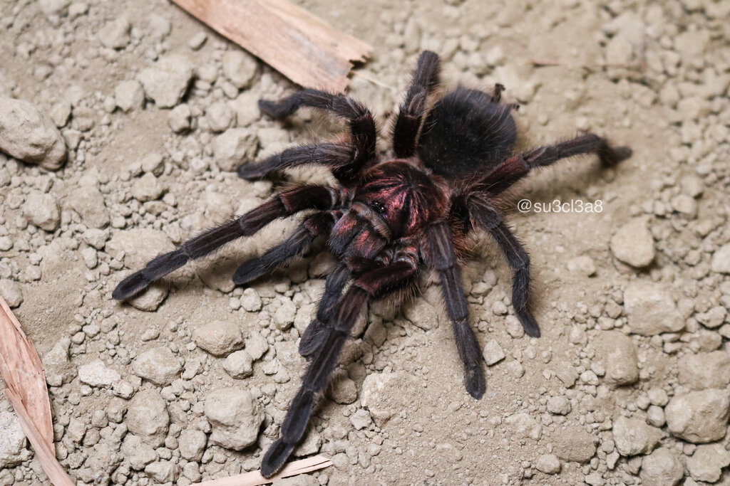 Phormictopus cancerides