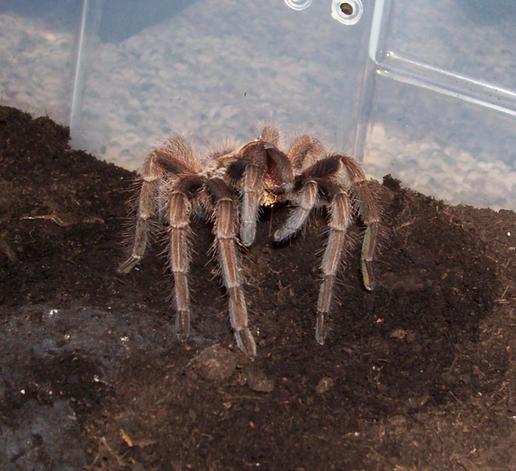 Phormictopus cancerides