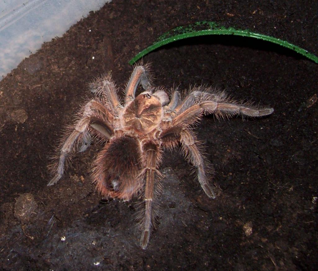 Phormictopus cancerides