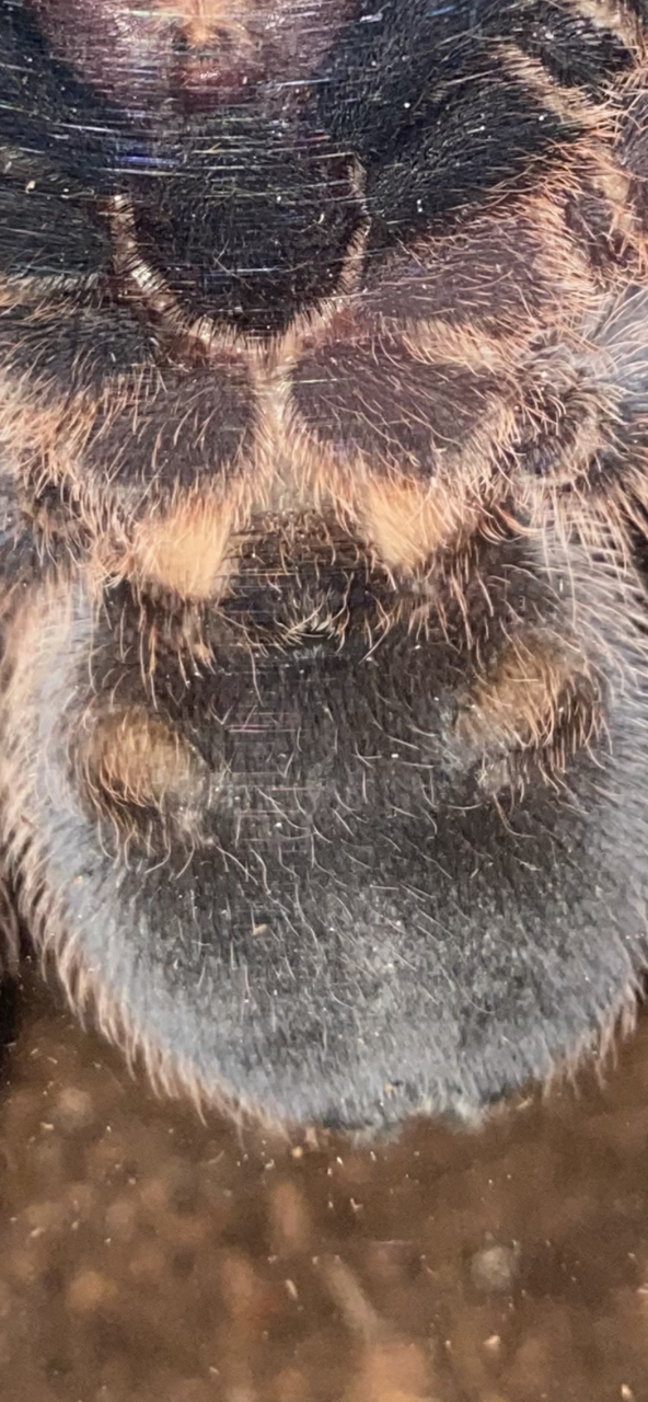 Phormictopus cancerides
