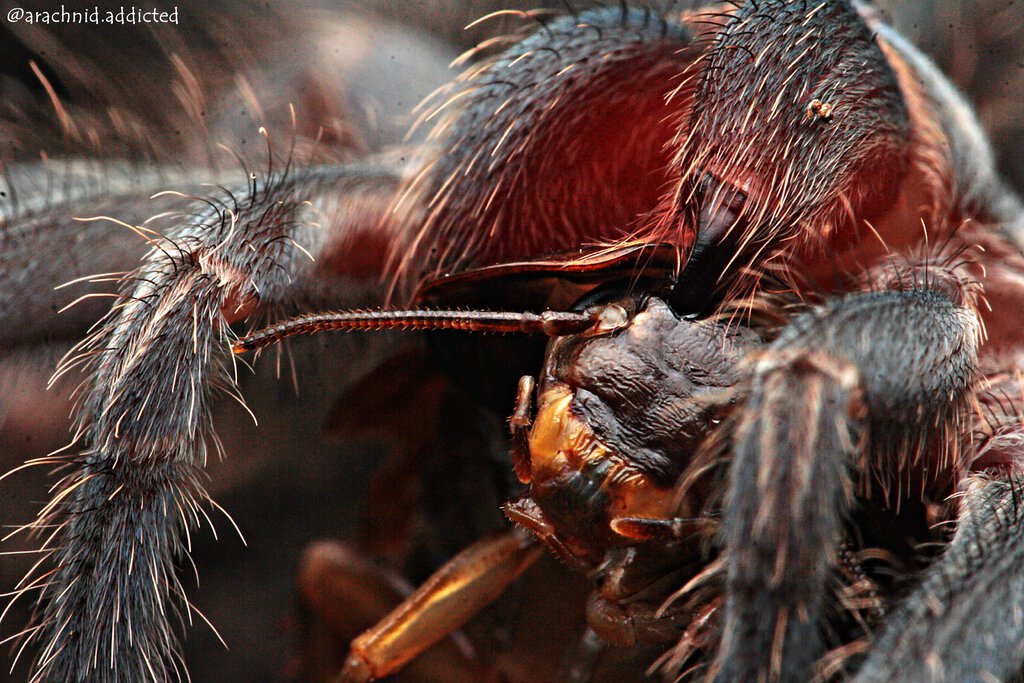 Phormictopus cancerides.