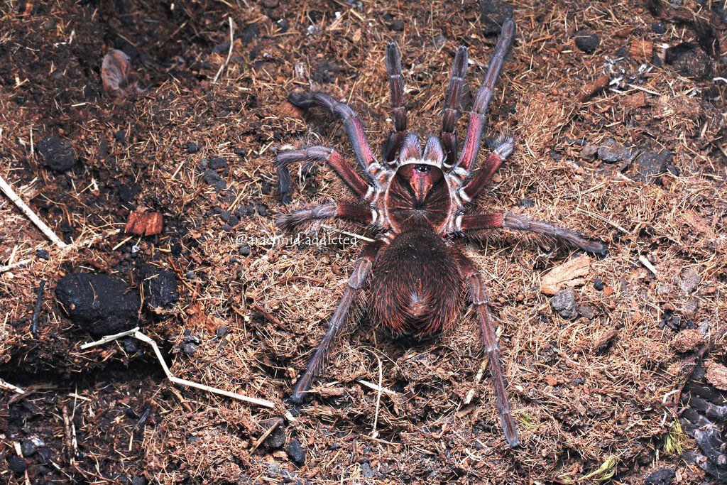 Phormictopus cancerides.