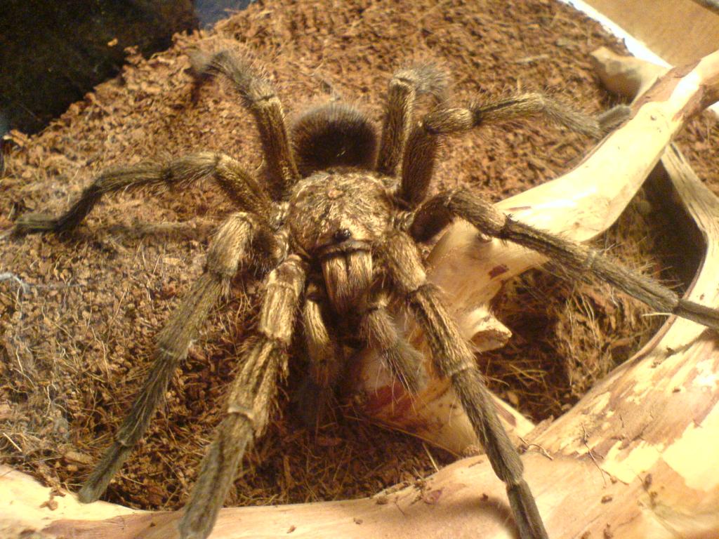 Phormictopus platus