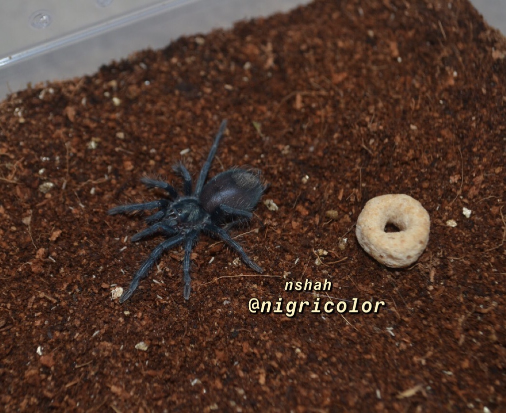 Phormictopus sp. ‘blue’