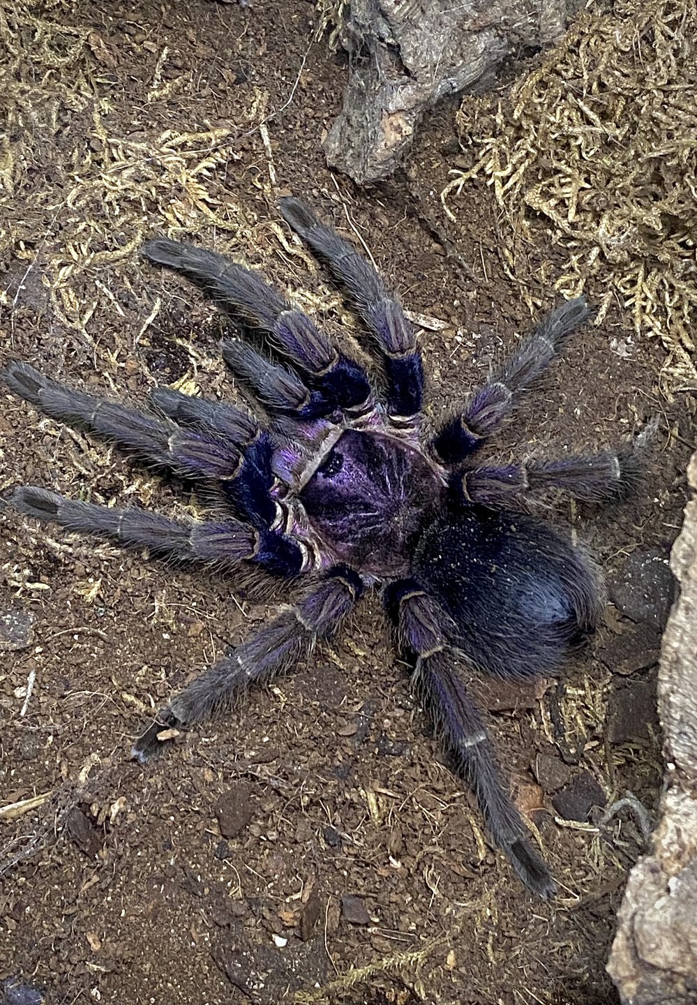 Phormictopus sp. “Dominican purple”