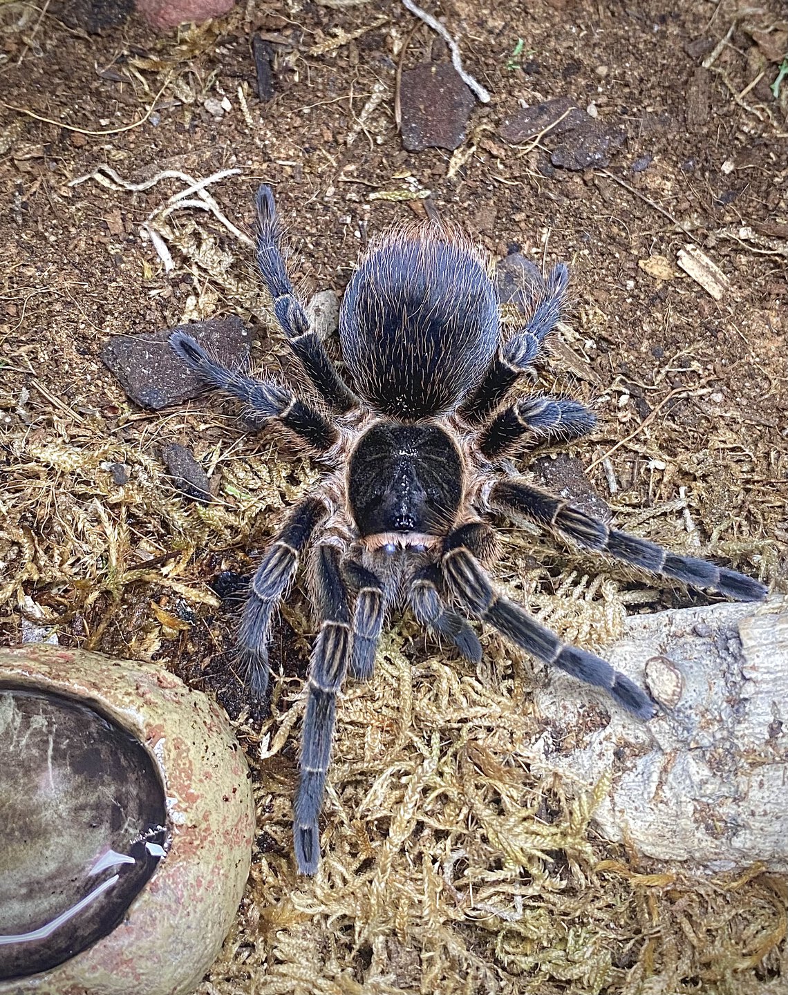 Phormictopus sp. “Sierra Maestra”