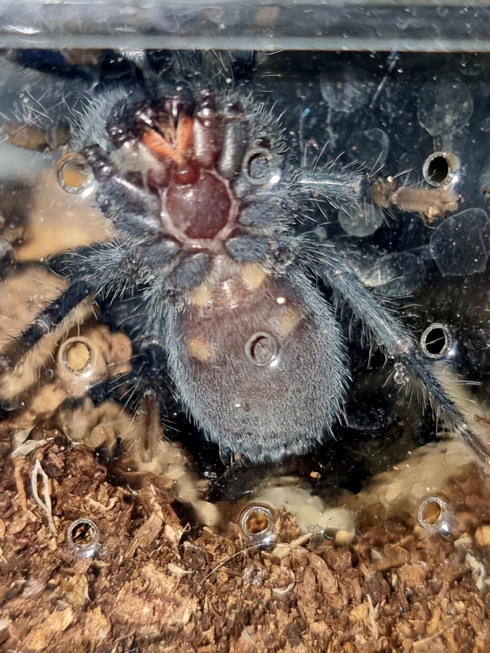 Phormictopus sp Blue Rose