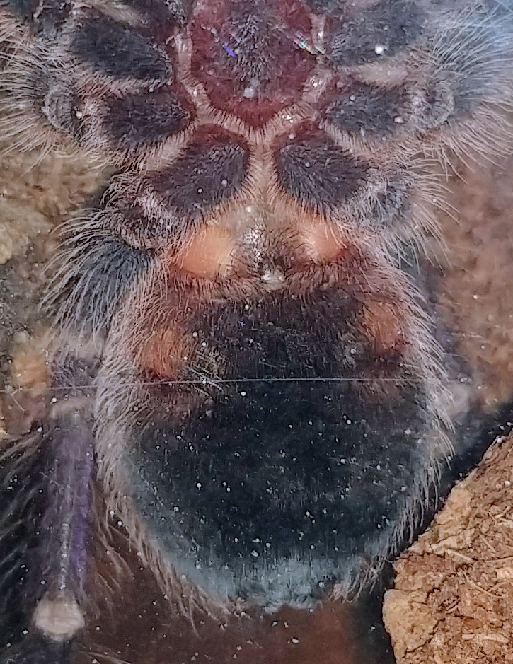 Phormictopus sp. Dominican purple 4"