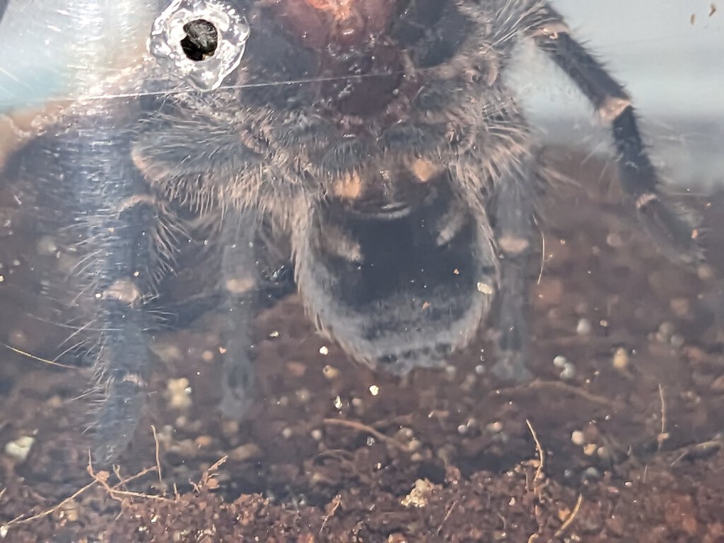 Phormictopus sp dominican purple sexing