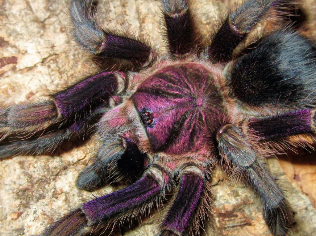 Phormictopus sp. 'Dominican purple'