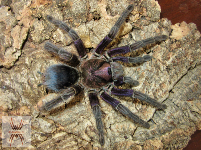 Phormictopus sp. "Dominican purple'