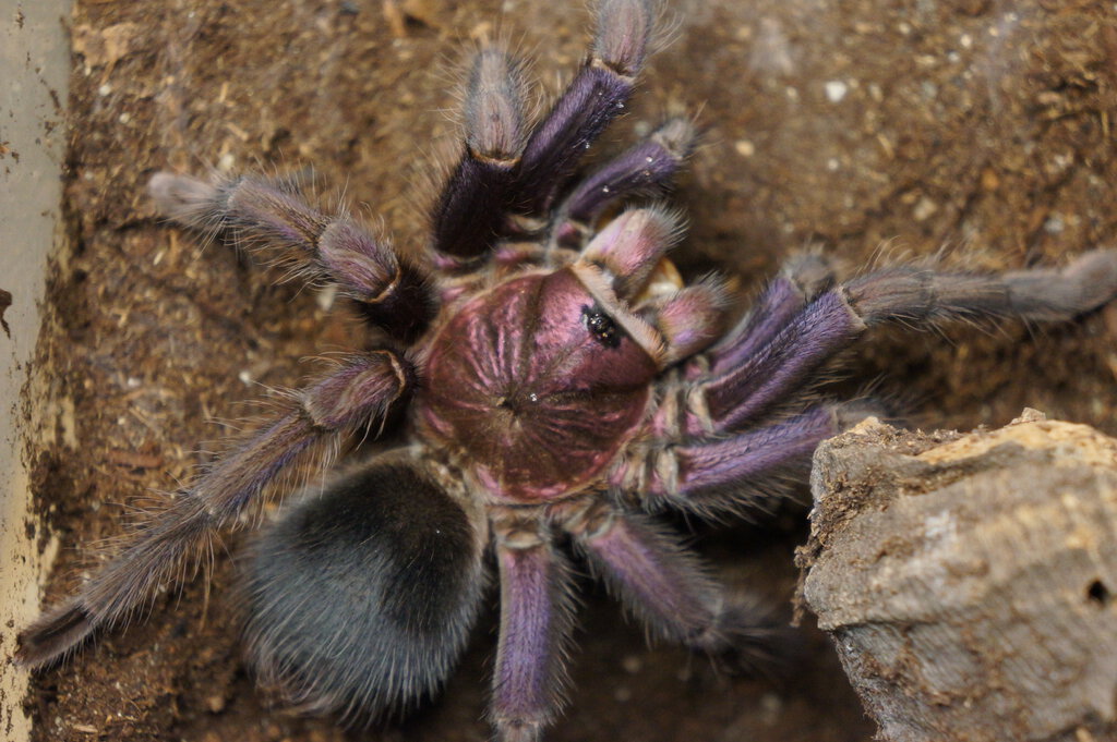 Phormictopus sp dominican purple