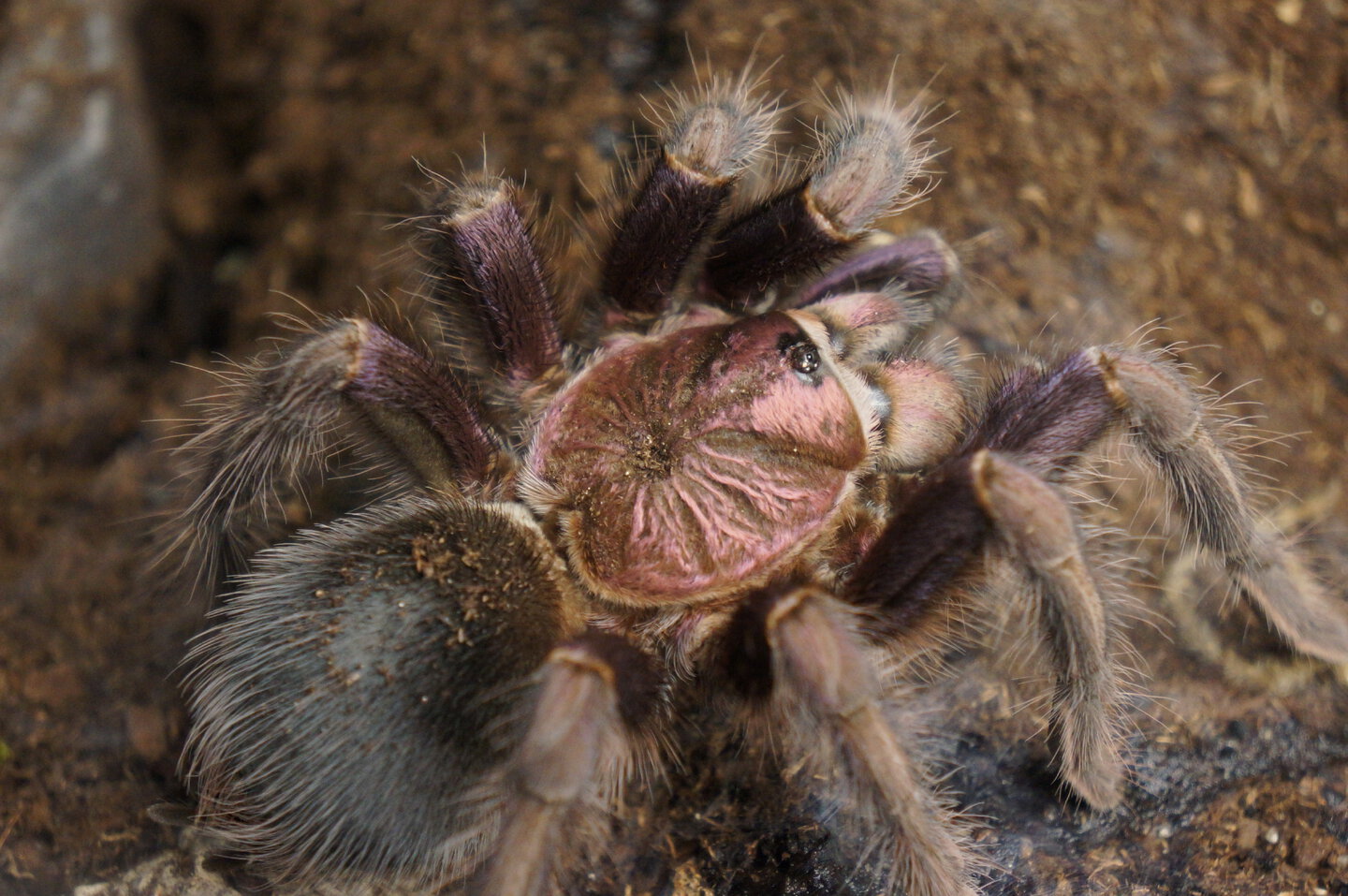 Phormictopus sp dominican purple