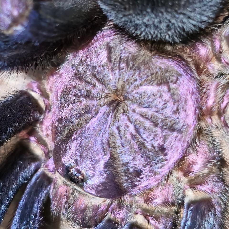 Phormictopus sp Dominican Purple