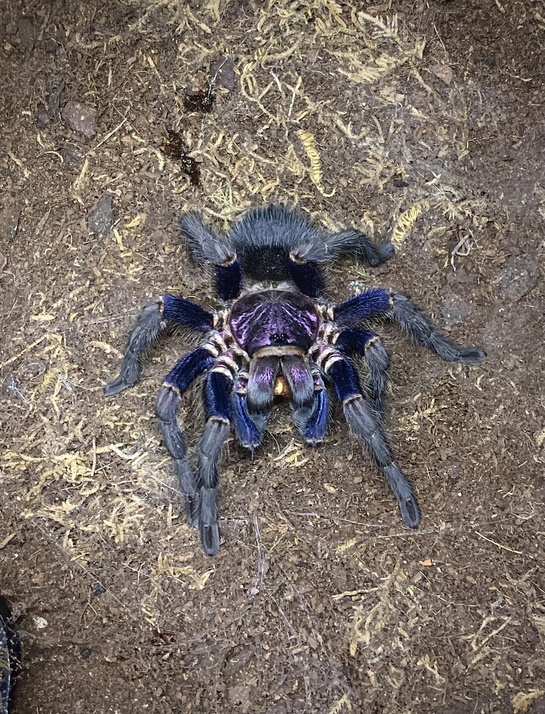 Phormictopus sp. 'Dominican purple'