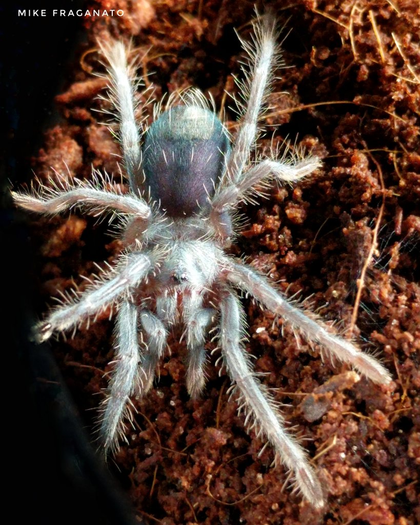 Phormictopus Sp. "Full Green"