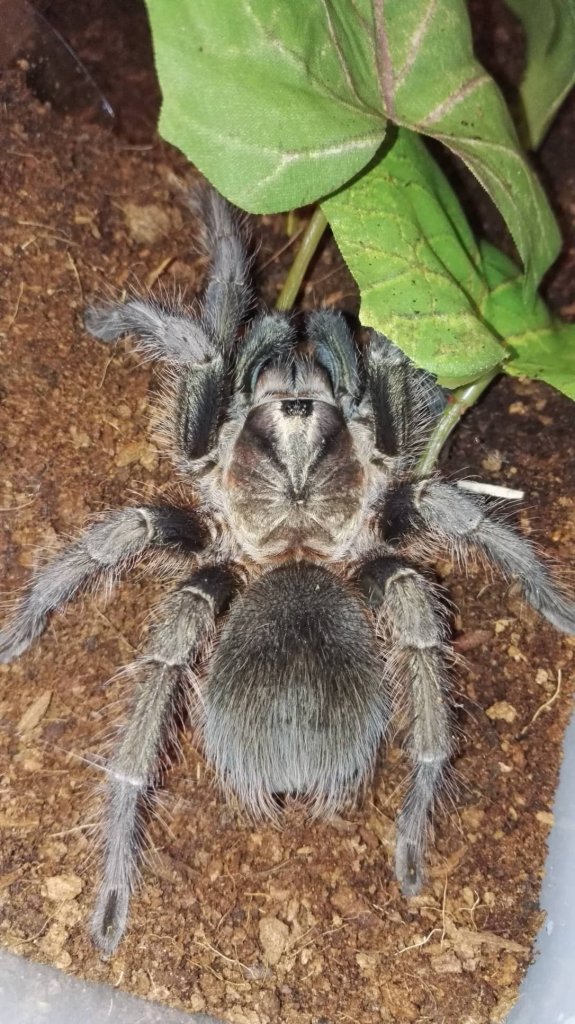 Phormictopus sp. green "gold carapace"