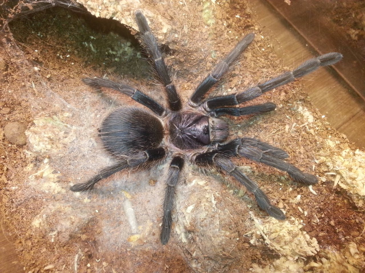 Phormictopus sp. green