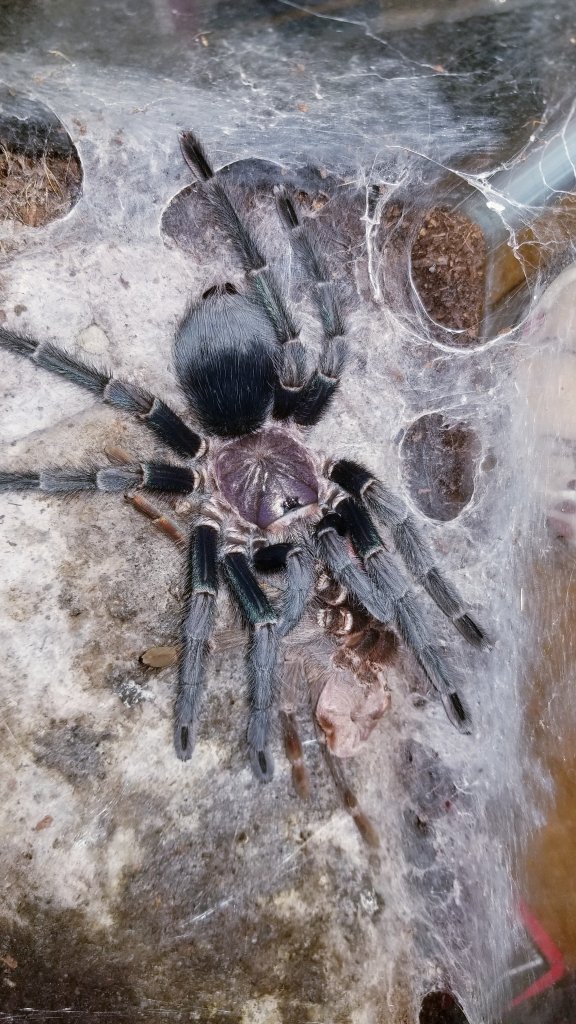 Phormictopus sp green